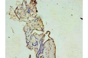 Immunohistochemistry of paraffin-embedded human placenta tissue using ABIN7175875 at dilution of 1:100 (XAGE1 Antikörper  (AA 1-81))