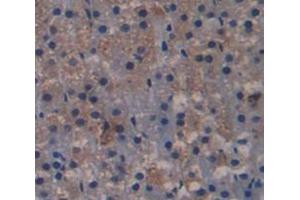 IHC-P analysis of Kidney tissue, with DAB staining. (Endonuclease G Antikörper  (AA 1-294))