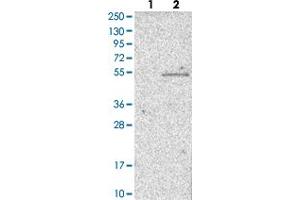 Western blot analysis of Lane 1: Negative control (vector only transfected HEK293T lysate) Lane 2: Over-expression lysate (Co-expressed with a C-terminal myc-DDK tag (~3. (WSB1 Antikörper)