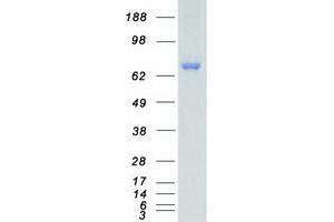 Validation with Western Blot (MAP3K2 Protein (Myc-DYKDDDDK Tag))