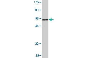 Western Blot detection against Immunogen (55. (EAF1 Antikörper  (AA 1-268))