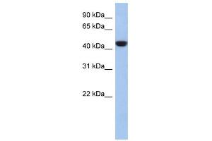 WB Suggested Anti-C2orf53 Antibody Titration: 0.