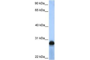 Western Blotting (WB) image for anti-Sialic Acid Binding Ig-Like Lectin 12 (SIGLEC12) antibody (ABIN2463321)