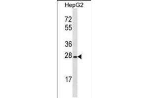 Western blot analysis in HepG2 cell line lysates (35ug/lane). (OR8B12 Antikörper  (C-Term))