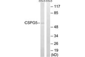 Western Blotting (WB) image for anti-Chondroitin Sulfate Proteoglycan 5 (Neuroglycan C) (CSPG5) (AA 211-260) antibody (ABIN2890217) (CSPG5 Antikörper  (AA 211-260))