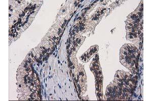 Image no. 2 for anti-Eukaryotic Translation Initiation Factor 4E Family Member 2 (EIF4E2) antibody (ABIN1497992) (EIF4E2 Antikörper)