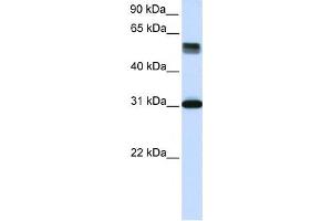 Western Blotting (WB) image for anti-Tripartite Motif Containing 31 (TRIM31) antibody (ABIN2459998) (TRIM31 Antikörper)