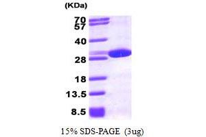 SDS-PAGE (SDS) image for Peroxiredoxin 6 (PRDX6) (AA 1-224) protein (His tag) (ABIN667123) (Peroxiredoxin 6 Protein (PRDX6) (AA 1-224) (His tag))