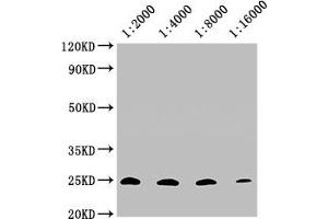 Western Blotting (WB) image for anti-CD9 (CD9) (AA 112-195) antibody (ABIN7147202)