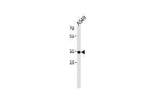 RHOXF2B Antibody (Center) (ABIN1538705 and ABIN2838200) western blot analysis in A549 cell line lysates (35 μg/lane). (RHOXF2B Antikörper  (AA 95-121))