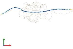 AlphaFold protein structure predicition of Human Recombinant MTUS2 Protein, UniprotID Q5JR59 (CAZIP Protein (AA 1-1369) (His tag))