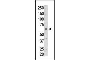 Western blot analysis of SENP3 N-term polyclonal antibody (ABIN388047 and ABIN2845593) in Saos-2 cell lysate. (SENP3 Antikörper  (N-Term))