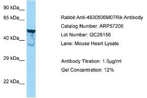 Western Blotting (WB) image for anti-Shootin-1 (SHTN1) (N-Term) antibody (ABIN2787118) (Shootin-1 (SHTN1) (N-Term) Antikörper)