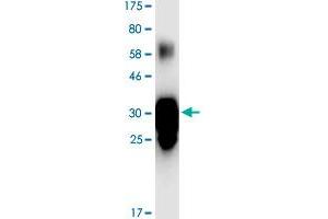 Image no. 2 for Tumor Necrosis Factor (Ligand) Superfamily, Member 15 (TNFSF15) (AA 72-251) protein (His-DYKDDDDK-Strep II Tag) (ABIN1323235) (TNFSF15 Protein (AA 72-251) (His-DYKDDDDK-Strep II Tag))