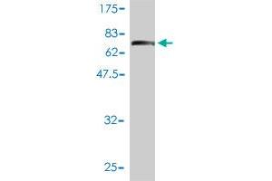 Western Blot detection against Immunogen (74. (IFRD2 Antikörper  (AA 1-442))