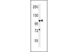 BUB1A Antibody (N-term) (ABIN651630 and ABIN2840336) western blot analysis in A549 cell line lysates (35 μg/lane). (BUB1 Antikörper  (N-Term))