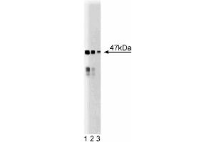 Western blot analysis of BAF47 on a mouse cerebrum lysate. (SMARCB1 Antikörper  (AA 257-359))
