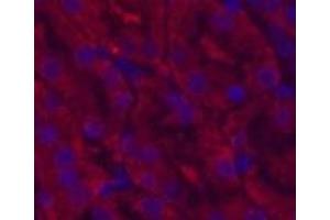 Immunofluorescence analysis of Mouse kidney tissue using CDX2 Monoclonal Antibody at dilution of 1:200.