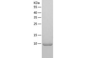Western Blotting (WB) image for NADH Dehydrogenase (Ubiquinone) Flavoprotein 3, 10kDa (NDUFV3) (AA 35-108) protein (His tag) (ABIN7124110)