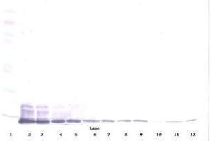 Image no. 3 for anti-Chemokine (C-C Motif) Ligand 7 (CCL7) antibody (ABIN465455) (CCL7 Antikörper)