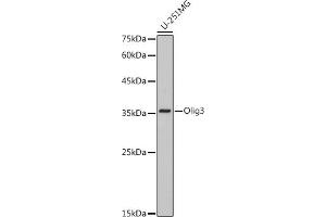 Western blot analysis of extracts of U-251MG cells, using Olig3 antibody (ABIN7269092) at 1:1000 dilution. (OLIG3 Antikörper)