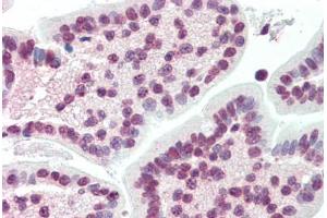 Human Small Intestine (formalin-fixed, paraffin-embedded) stained with XBP1 antibody ABIN396972 at 10 ug/ml followed by biotinylated anti-mouse IgG secondary antibody ABIN481714, alkaline phosphatase-streptavidin and chromogen. (XBP1 Antikörper  (AA 2-160))