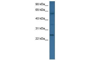 BMP6 antibody used at 0. (BMP6 Antikörper  (N-Term))