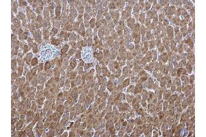 IHC-P Image ALDH1A1 antibody [C3], C-term detects ALDH1A1 protein at cytosol on mouse liver by immunohistochemical analysis. (ALDH1A1 Antikörper  (C-Term))