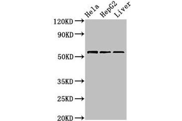 TOM1 Antikörper  (AA 306-487)