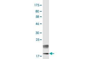 Western Blotting (WB) image for anti-Tumor Necrosis Factor (Ligand) Superfamily, Member 18 (TNFSF18) (AA 50-177) antibody (ABIN2752613)