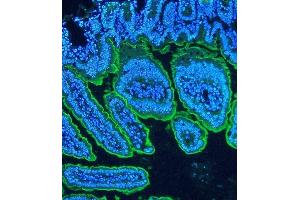 IF analysis of Villi using anti-Villi antibody (ABIN3042343) Villi was detected in paraffin-embedded section of mouse intestine tissues. (Villin 1 Antikörper  (C-Term))