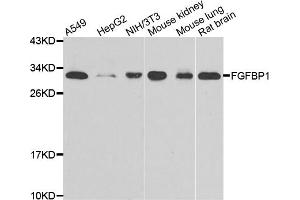 Western blot analysis of extracts of various cell lines, using FGFBP1 antibody (ABIN4903670) at 1:1000 dilution. (FGFBP1 Antikörper)