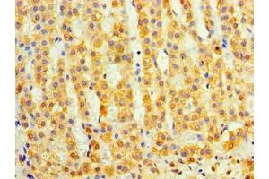 Immunohistochemistry of paraffin-embedded human adrenal gland tissue using ABIN7149484 at dilution of 1:100