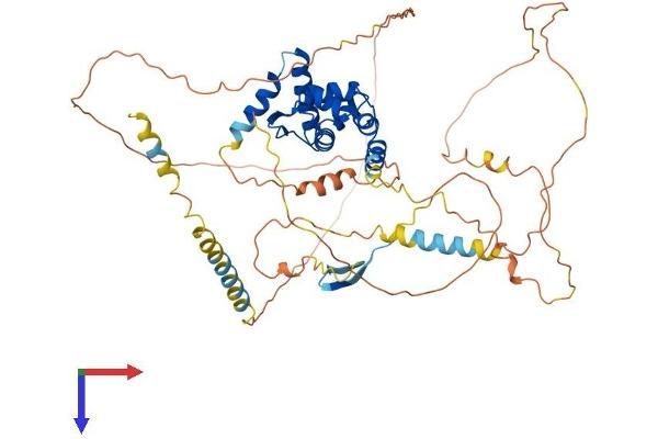ARID3B Protein (AA 1-561) (His tag)