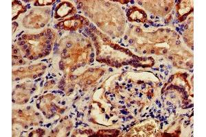 IHC image of ABIN7146302 diluted at 1:500 and staining in paraffin-embedded human kidney tissue performed on a Leica BondTM system.