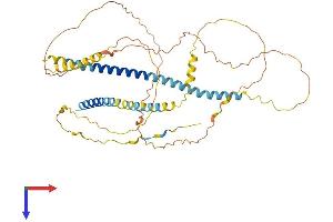 Involucrin Protein (IVL) (AA 1-467) (His tag)