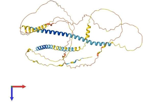 Involucrin Protein (IVL) (AA 1-467) (His tag)