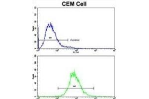 Flow cytometric analysis of CEM cells using CD36 Antibody (Center)(bottom histogram) compared to a negative control cell (top histogram).