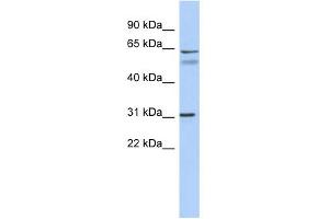 WB Suggested Anti-SIGLEC10 Antibody Titration:  0. (SIGLEC10 Antikörper  (Middle Region))