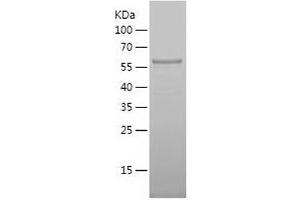 Western Blotting (WB) image for BMI1 Polycomb Ring Finger Oncogene (BMI1) (AA 2-326) protein (His-IF2DI Tag) (ABIN7122007)