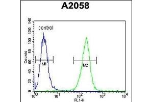 MOBKL1B Antibody (C-term) (ABIN391568 and ABIN2841505) flow cytometric analysis of  cells (right histogram) compared to a negative control cell (left histogram). (MOB1A Antikörper  (C-Term))