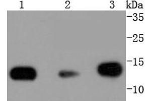Lane 1: Hela, Lane 2: NIH/3T3, Lane 3: PC12 lysates probed with Histone H2B (3A6) Monoclonal Antibody  at 1:1000 overnight at 4˚C. (Histone H2B Antikörper)