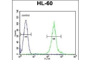FANCC Antibody (C-term) (ABIN653475 and ABIN2842896) flow cytometric analysis of HL-60 cells (right histogram) compared to a negative control cell (left histogram). (FANCC Antikörper  (C-Term))