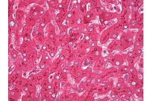Anti-Haptoglobin antibody IHC of human liver.