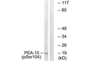 Western blot analysis of extracts from COS7 cells treated with TNF 20ng/ml 5', using PEA-15 (Phospho-Ser104) Antibody. (PEA15 Antikörper  (pSer104))