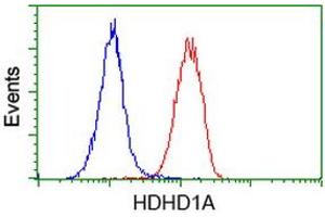 Flow cytometric Analysis of Hela cells, using anti-HDHD1A antibody (ABIN2454395), (Red), compared to a nonspecific negative control antibody, (Blue). (HDHD1 Antikörper)