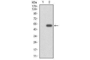 Western Blotting (WB) image for anti-Cytochrome P450, Family 3, Subfamily A, Polypeptide 4 (CYP3A4) (AA 243-430) antibody (ABIN1497736) (CYP3A4 Antikörper  (AA 243-430))