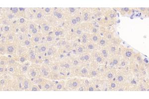 Detection of NOS1AP in Mouse Liver Tissue using Polyclonal Antibody to Nitric Oxide Synthase 1 Adaptor Protein (NOS1AP) (NOS1AP Antikörper  (AA 19-251))
