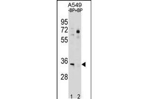 Western blot analysis in A549 cell line lysates (35ug/lane). (ATP1B2 Antikörper  (C-Term))