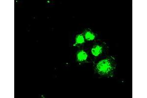 Anti-SLC2A5 mouse monoclonal antibody (ABIN2452341) immunofluorescent staining of COS7 cells transiently transfected by pCMV6-ENTRY SLC2A5 (RC200418). (SLC2A5 Antikörper)